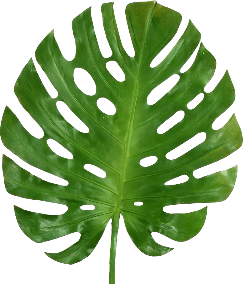 Are Leaves The New Plants - Monstera Deliciosa Leaf Transparent (789x923), Png Download