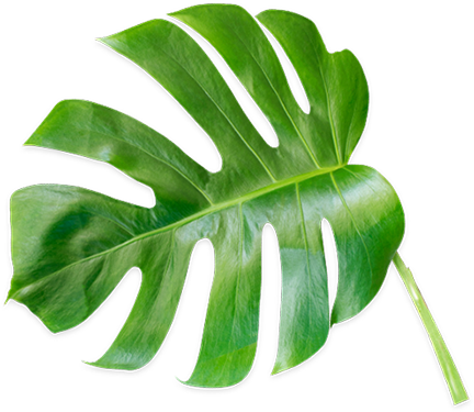 Datalogic Promotions - Gambel Oak (432x375), Png Download