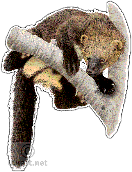 Fisher Art Decal - Fisher Animal Png (454x590), Png Download