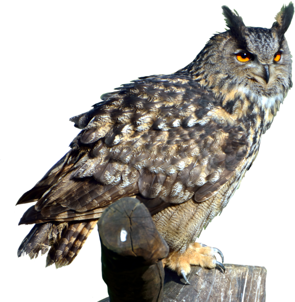 Great Horned Owl Png (1024x1021), Png Download