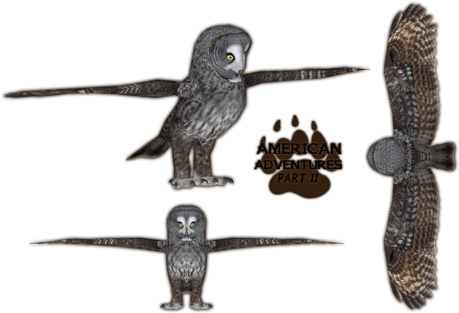 Great Grey Owl (1024x768), Png Download