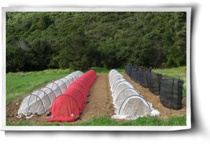 Row Covers - Protect Plants From The Sun (750x517), Png Download