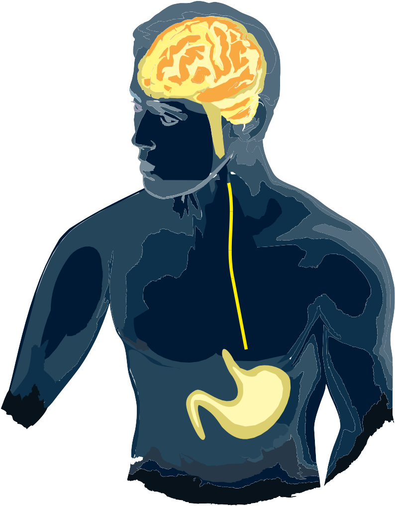 Our Lab's Primary Research Focus Is The Neurobiology - Brain Gut Irritable Bowel Syndrome (978x1265), Png Download