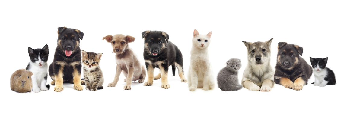 Perros Y Gatos Png - Kitten (1150x400), Png Download