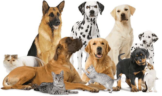 Perros Y Gatos Png - Royal Canin Perros Y Gatos (700x412), Png Download