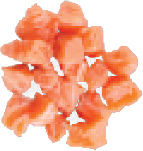 Impatiens (496x524), Png Download