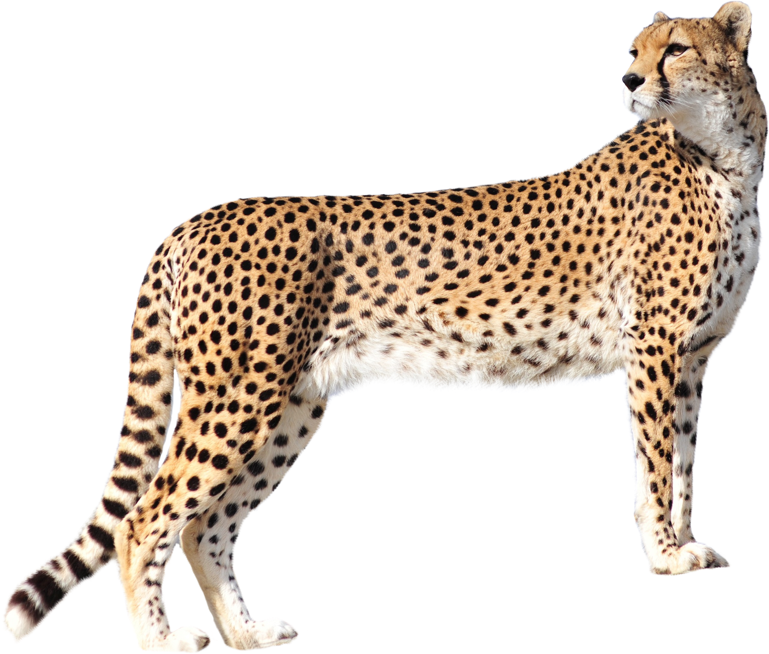 Cheetah Png (1650x1403), Png Download