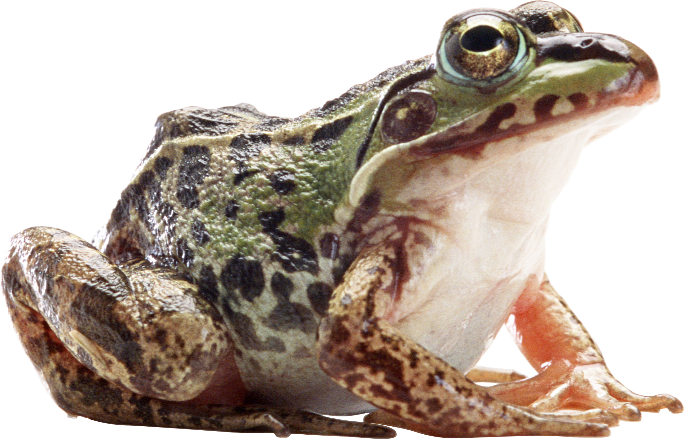 Bullfrog Png (2208x1417), Png Download