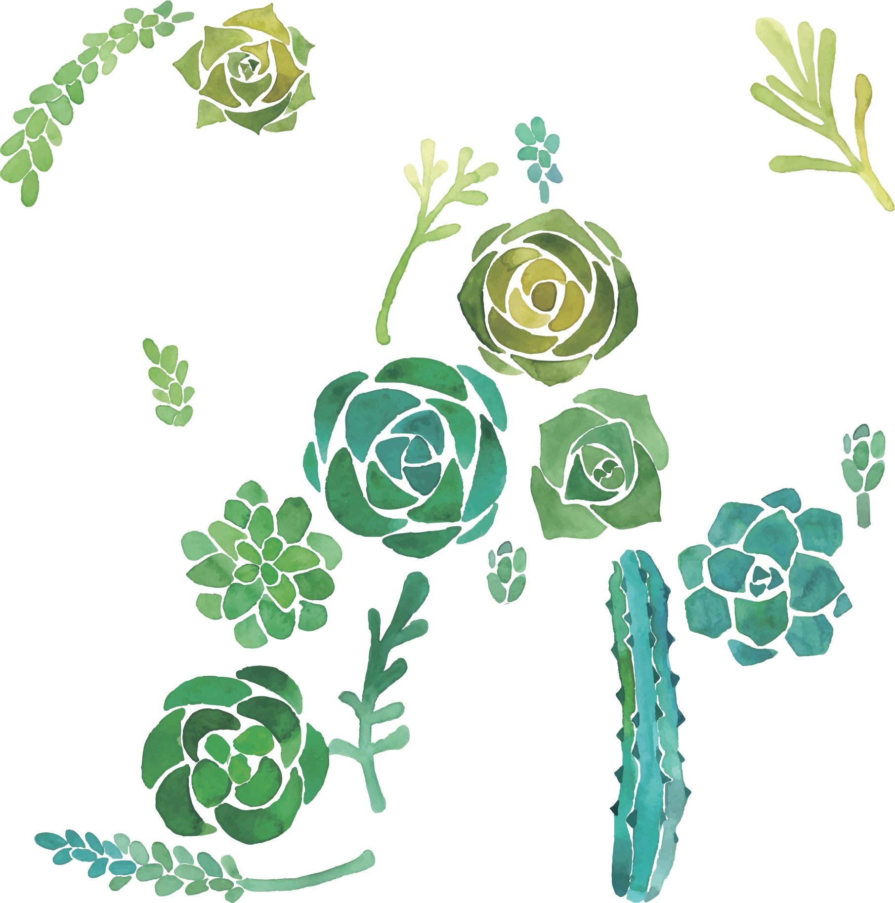 Cactaceae Watercolor Painting Succulent Plant Illustration - Cactus And Succulents Background (1811x1828), Png Download