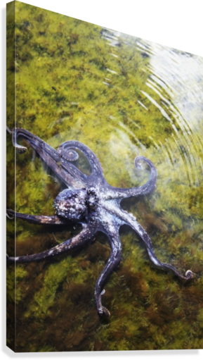 Hawaii, Day Octopus Sitting In Shallow Water - Octopus Cyanea (289x511), Png Download