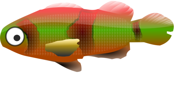 Koi Bony Fishes Showa Goldfish - Gambar Ikan Gapi Kartun (567x340), Png Download