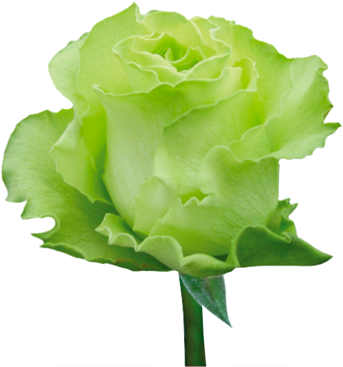 Green Roses - Green Rose Png (560x645), Png Download