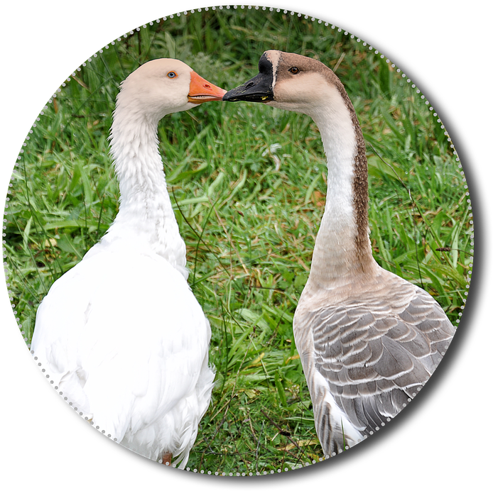 Geese, Png, Animals, Poultry, Isolated, Nature, Bird - Goose (720x720), Png Download