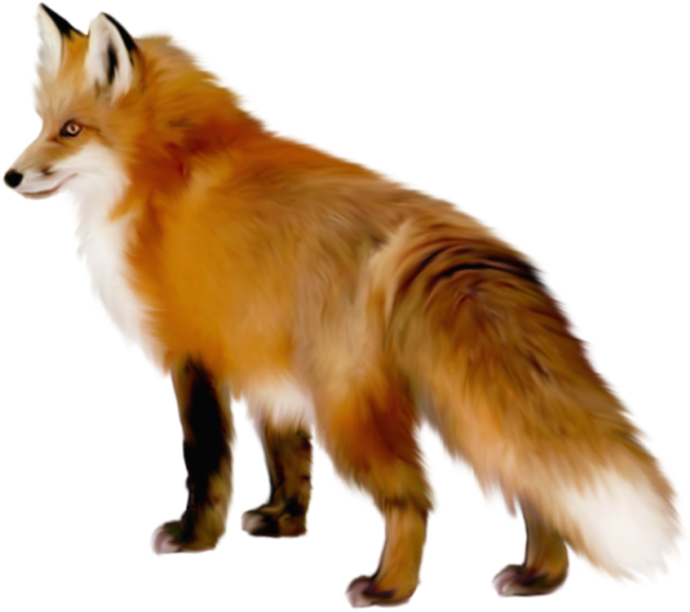 Red Fox Png Free Download - Fox Transparent (584x521), Png Download