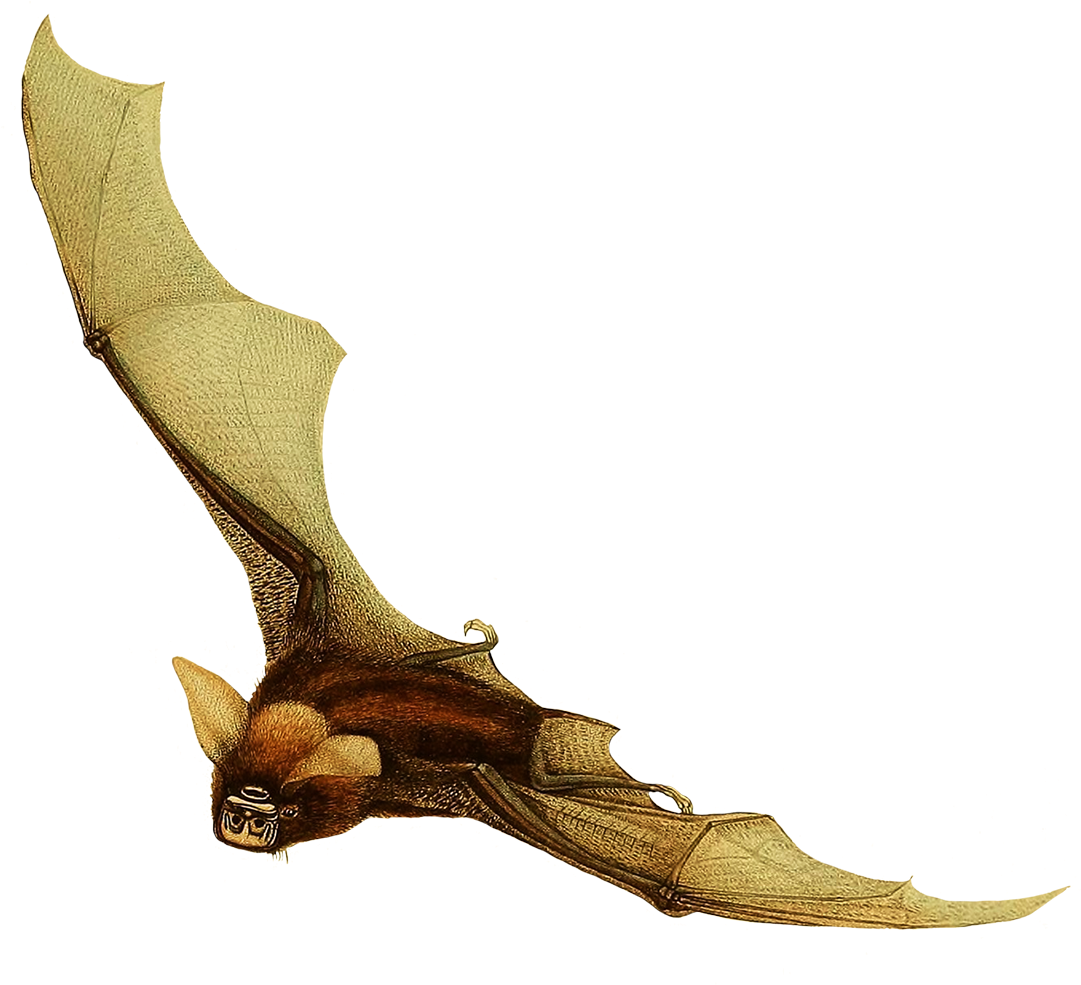 Timor Bat Clipart - Illustration (1181x1032), Png Download