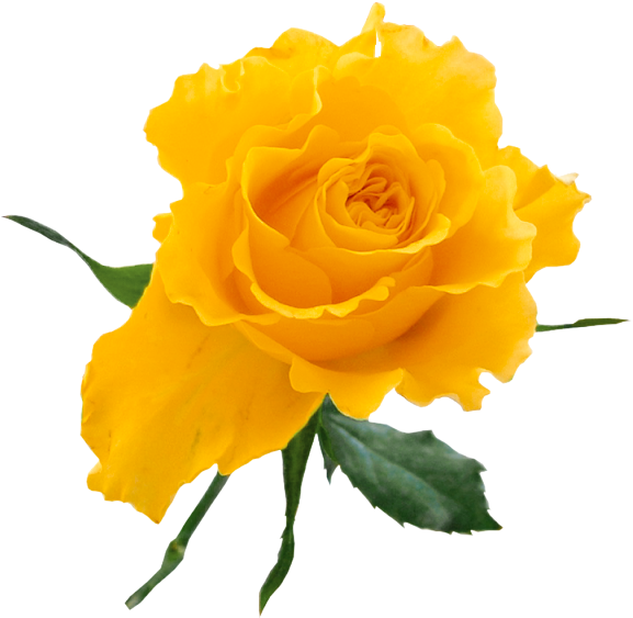 Yellow Rose Clip Art - Yellow Rose Flower Png (585x587), Png Download