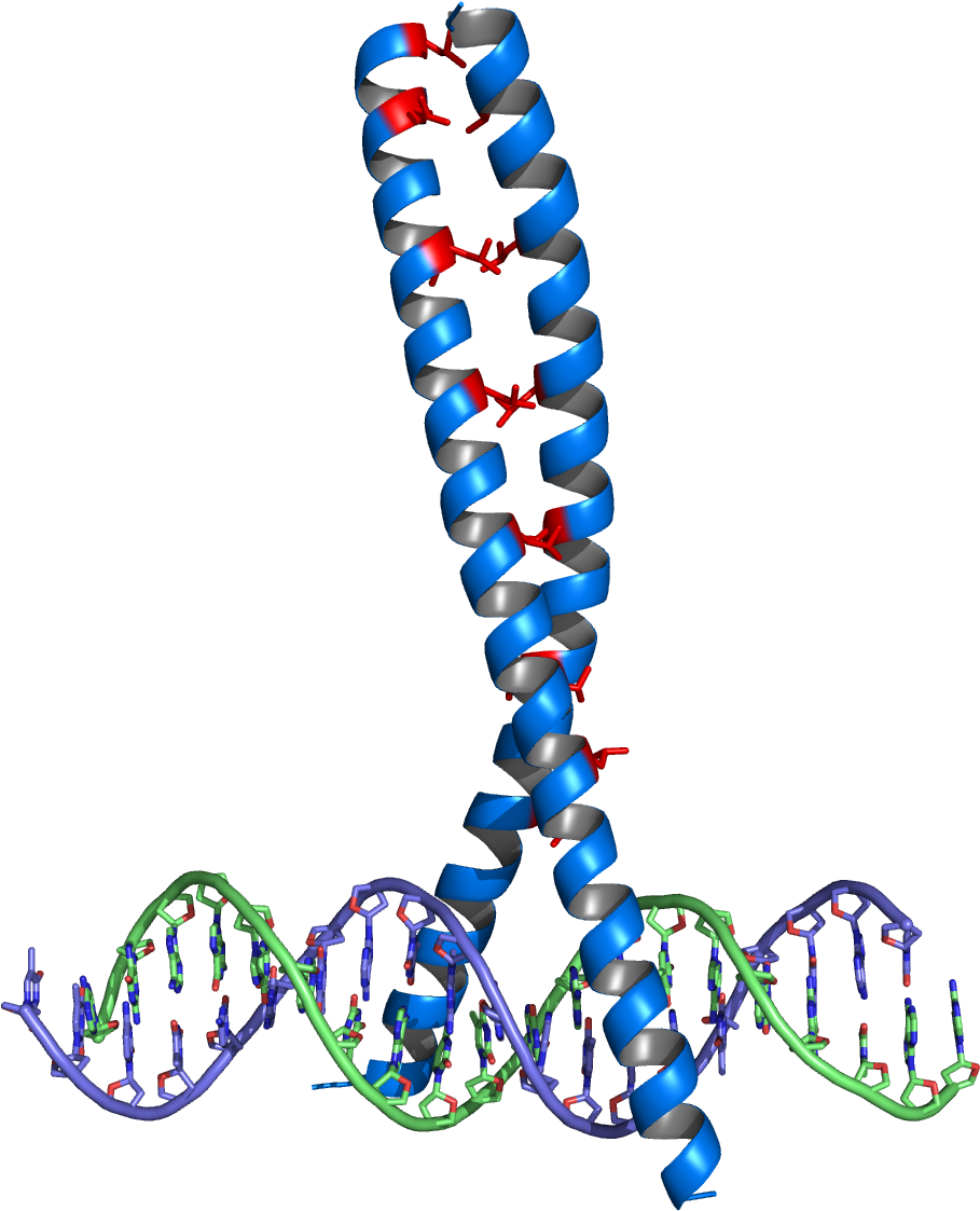 Leucine Zipper - Suwak Leucynowy (1024x1194), Png Download