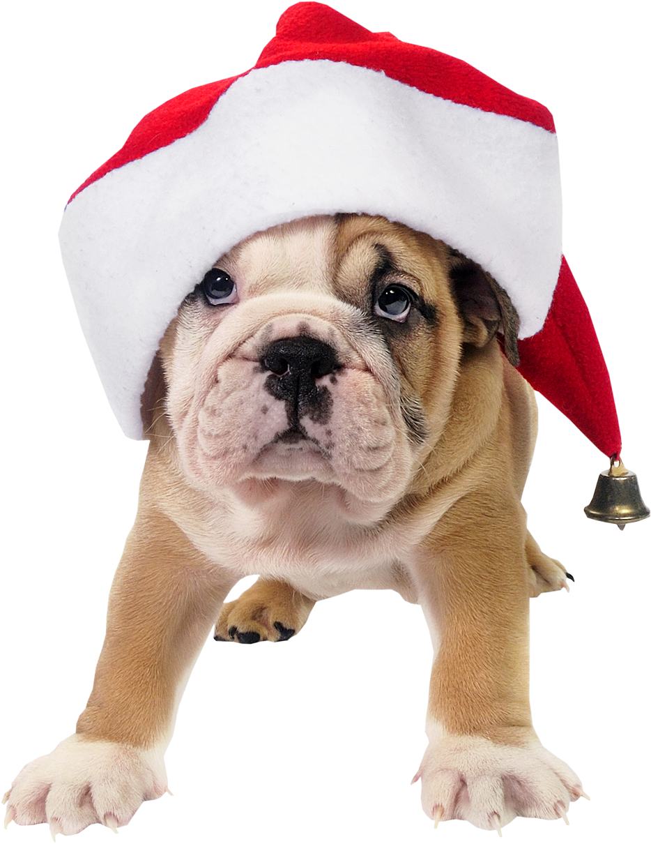 Png Library Stock Christmas Dogs Clipart - Dog In Santa Hat Png (976x1230), Png Download