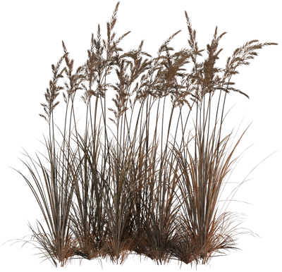Tubes Arbres Et Verdures - Reeds Png (400x386), Png Download