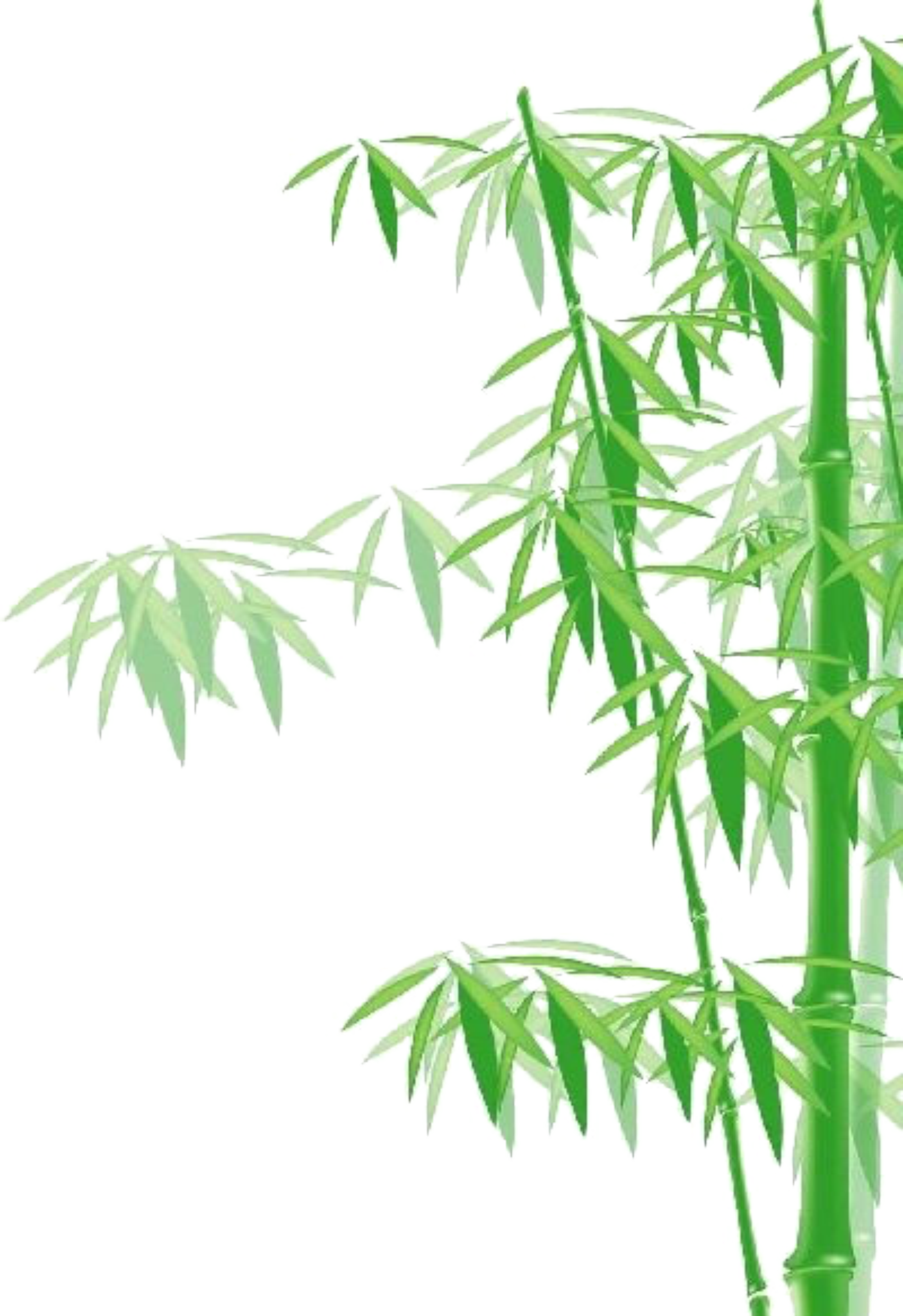 Bamboo Tree Png (1645x2396), Png Download