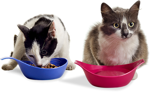 Potes Para Gatos - Produtos Para Gatos (490x300), Png Download