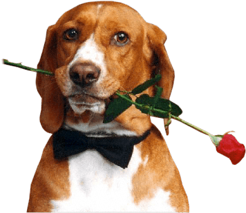 Gatos Y Perros Png - Piesek Z Różą (389x324), Png Download