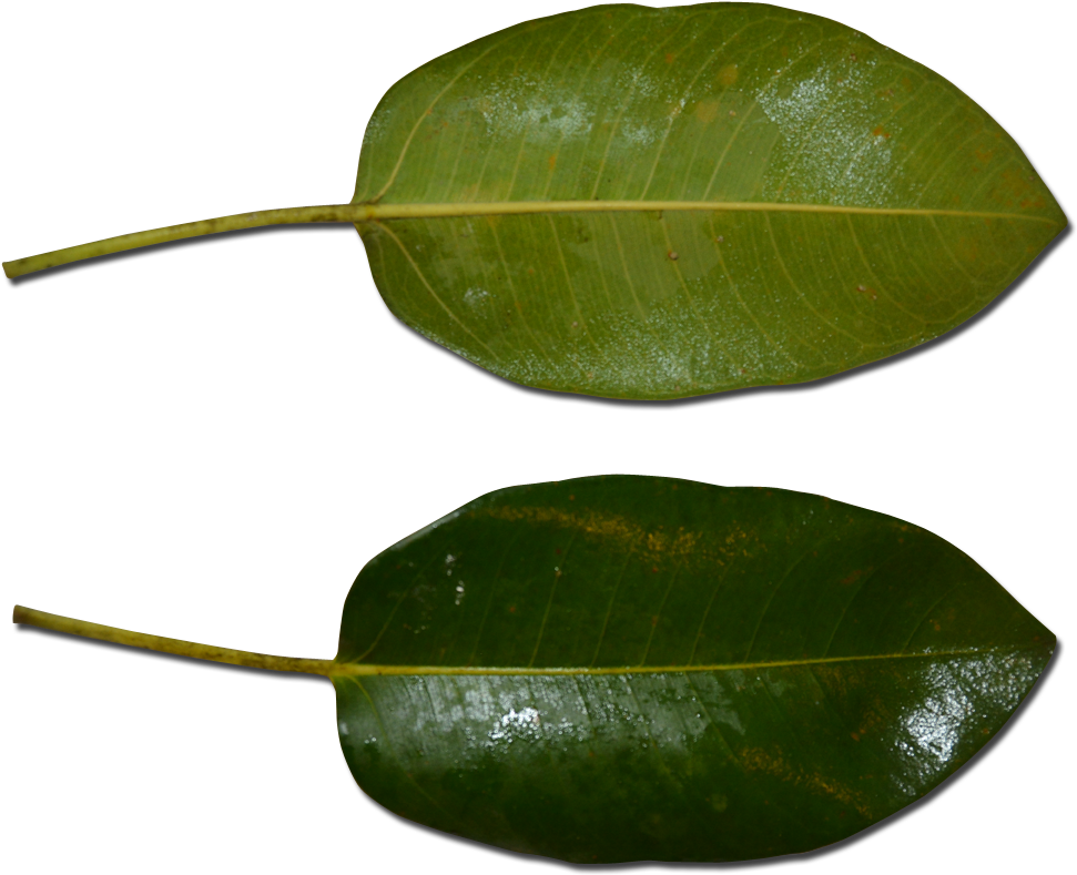 Atherton Rock Fig Leaf - Atherton (1024x904), Png Download