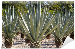 Clip Freeuse Stock Tequilana For Mexican Liquor - Tequila Liquor Plant (400x400), Png Download