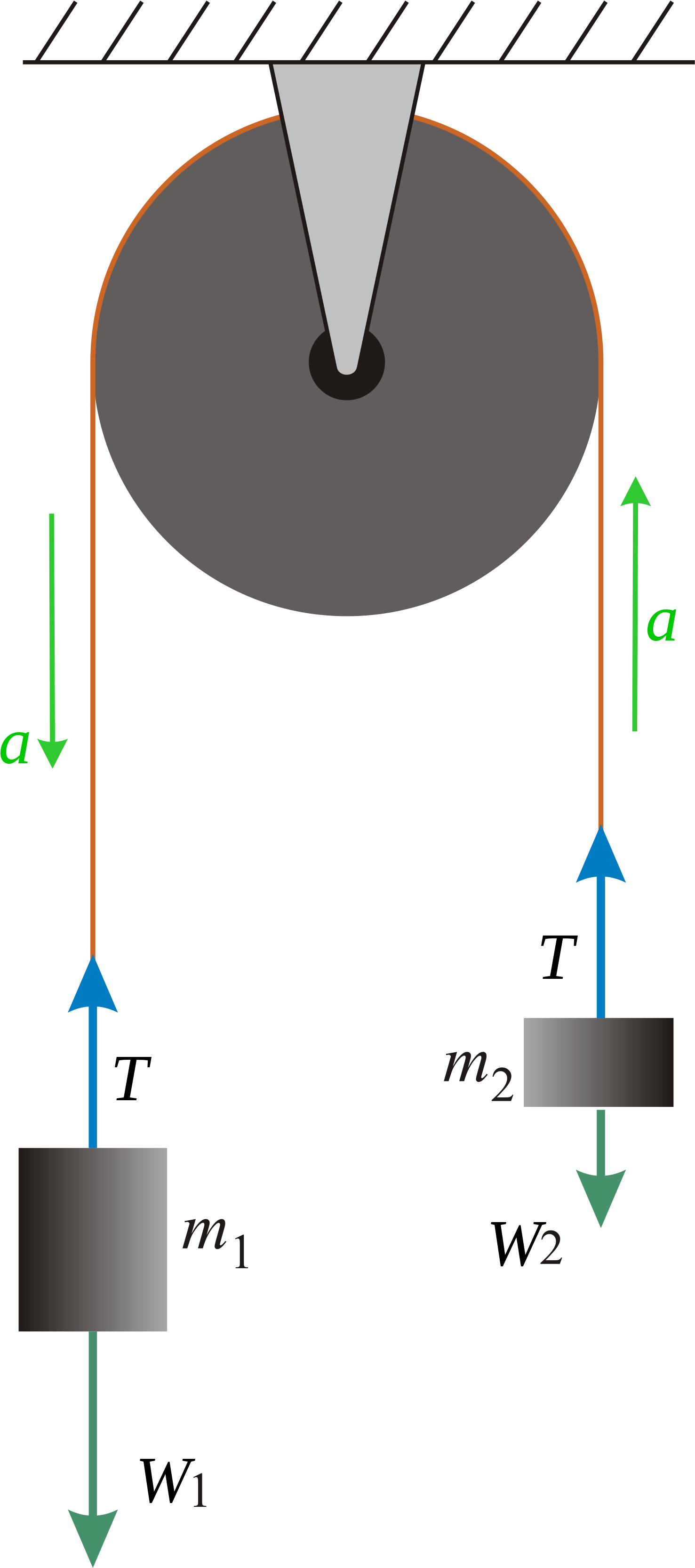 The Free Body Diagrams Of The Two Hanging Masses Of - Newtons Third Law Pulley System (2000x3493), Png Download