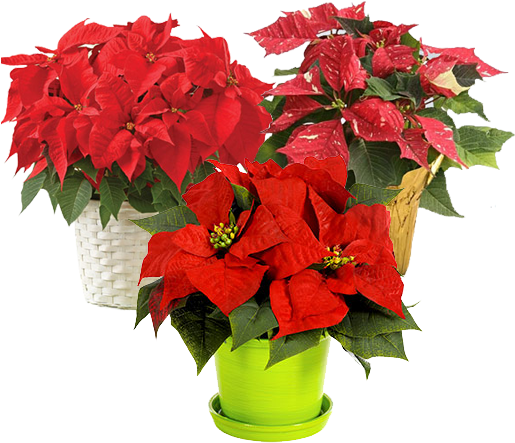 Unique Christmas Plants & Tree's Collection - Christmas Flowers: Poinsettia Plant - Regular (514x452), Png Download