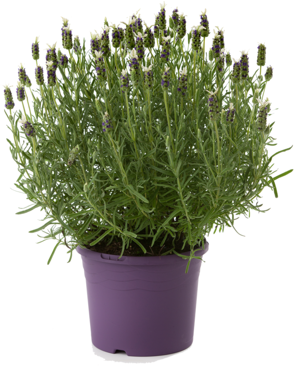 Lavender Plant - Lavender (800x800), Png Download