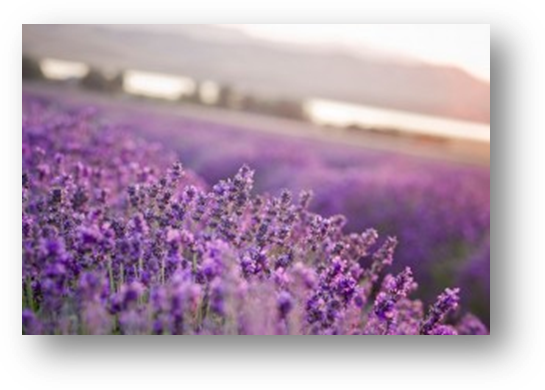 Lavender Farm - Lavender Field Young Living (545x390), Png Download