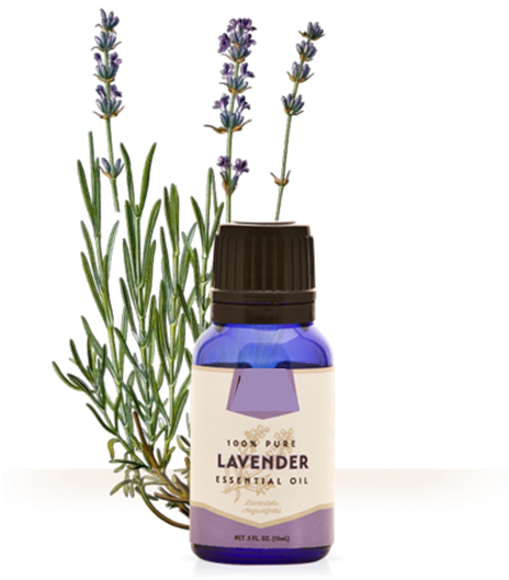 Lavender Oil - Fine Lavender Essential Oil Organic 10ml Florame (520x558), Png Download