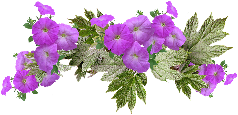 Petunias, Leaves, Arrangement, Flowers, Spring - Petunia (960x478), Png Download
