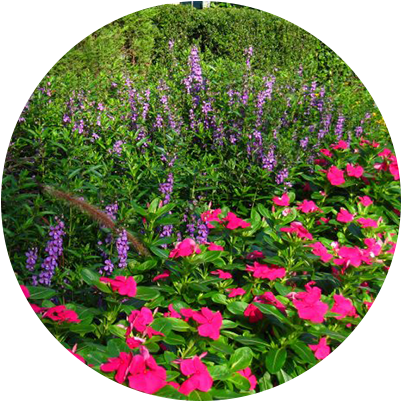 Services - Periwinkle (412x415), Png Download