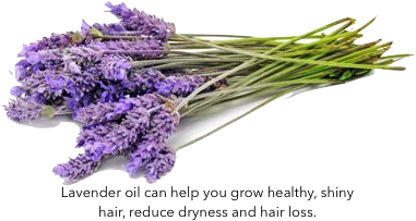 Water, Polysorbate 20, Glycerin, Lavandula Angustifolia - Lavender Free (400x300), Png Download