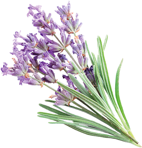Lavender (600x594), Png Download