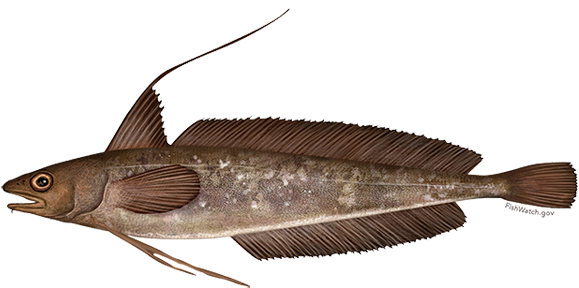 Red Hake (640x427), Png Download