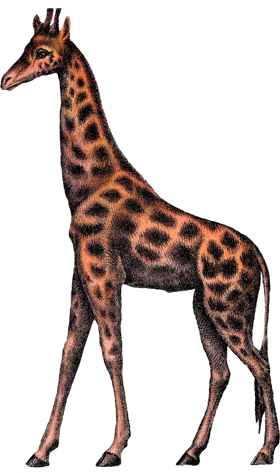 Digital Giraffe Clipart Image Vintage Animal Circus - Clip Art (1032x1600), Png Download