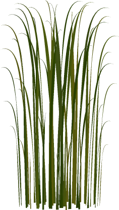 Cat Tail Png For Kids - Cattail Png (416x509), Png Download