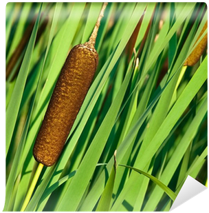 Cattail (400x400), Png Download
