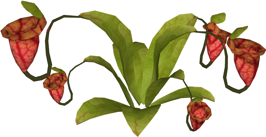 Purple Pitcher - Purple Pitcher Plant (900x900), Png Download