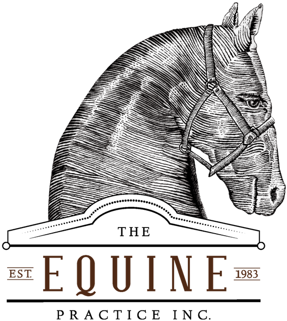 The Equine Practice, Inc - Horse (600x673), Png Download