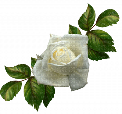 Rosa Blanca - Gif Hermosos De Te Amo Mi Amor (400x374), Png Download