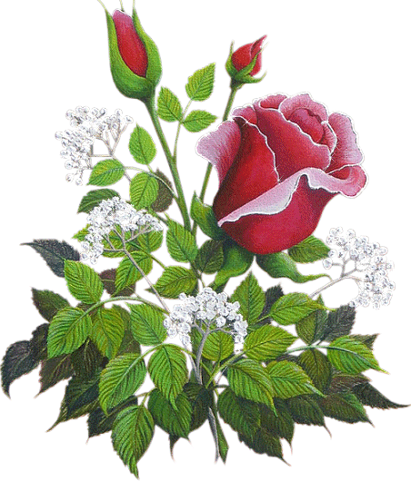 Rosa Blanca De York Fondo De Pantalla Containing A - Χρονια Πολλα Μαρια Εικονεσ (452x530), Png Download