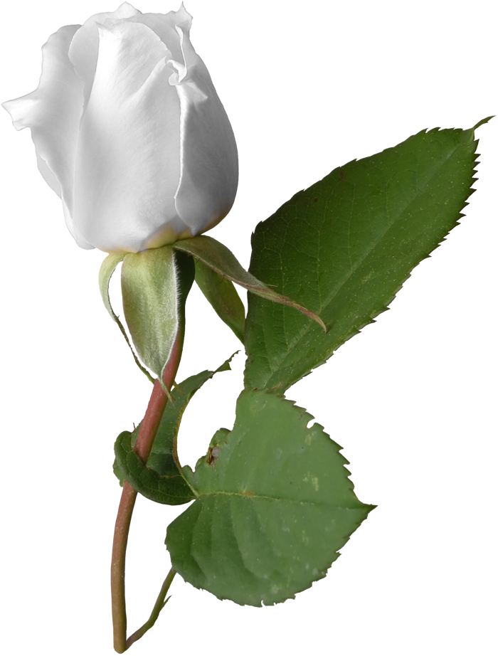 Blog (700x922), Png Download