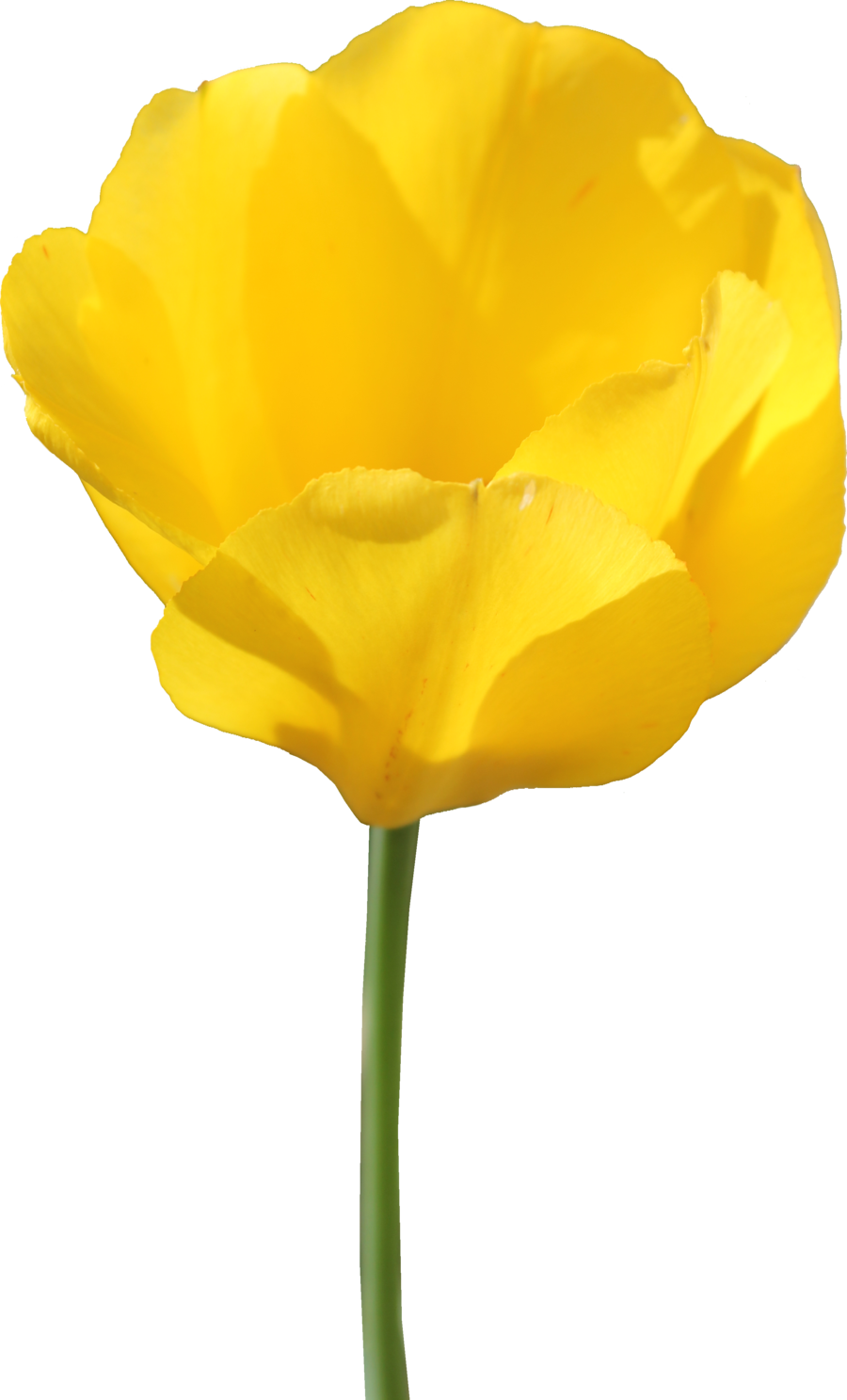 Tulip Flower Transparent Png Sticker - Yellow Tulip Flower Png (900x1487), Png Download