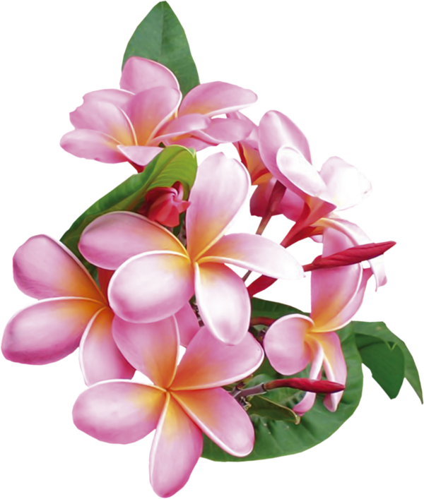 Flower (600x707), Png Download