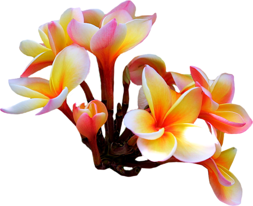 Visit - Цветы Экзотические Пнг (500x407), Png Download