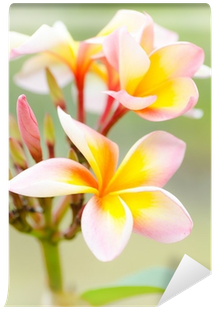 Frangipani (400x400), Png Download